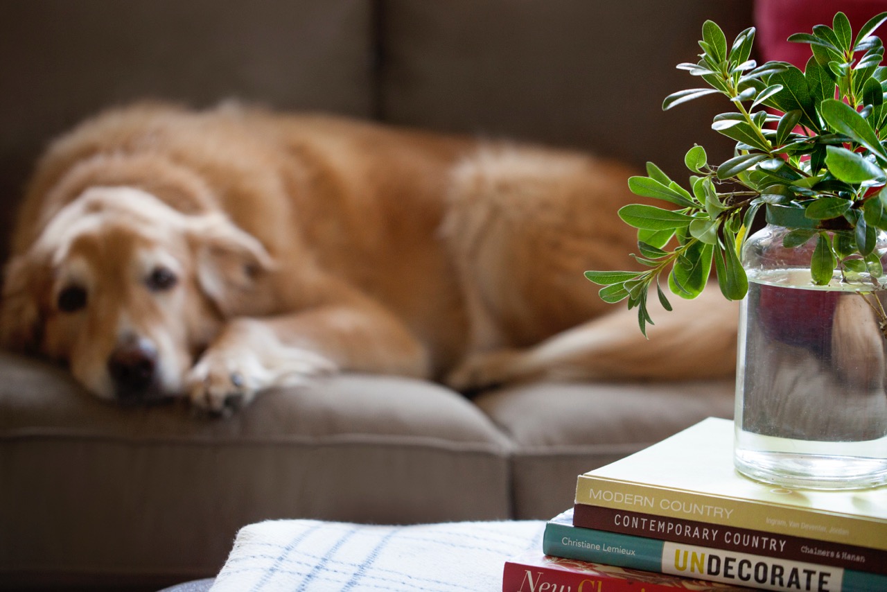 Home Design Accents: dog on couch