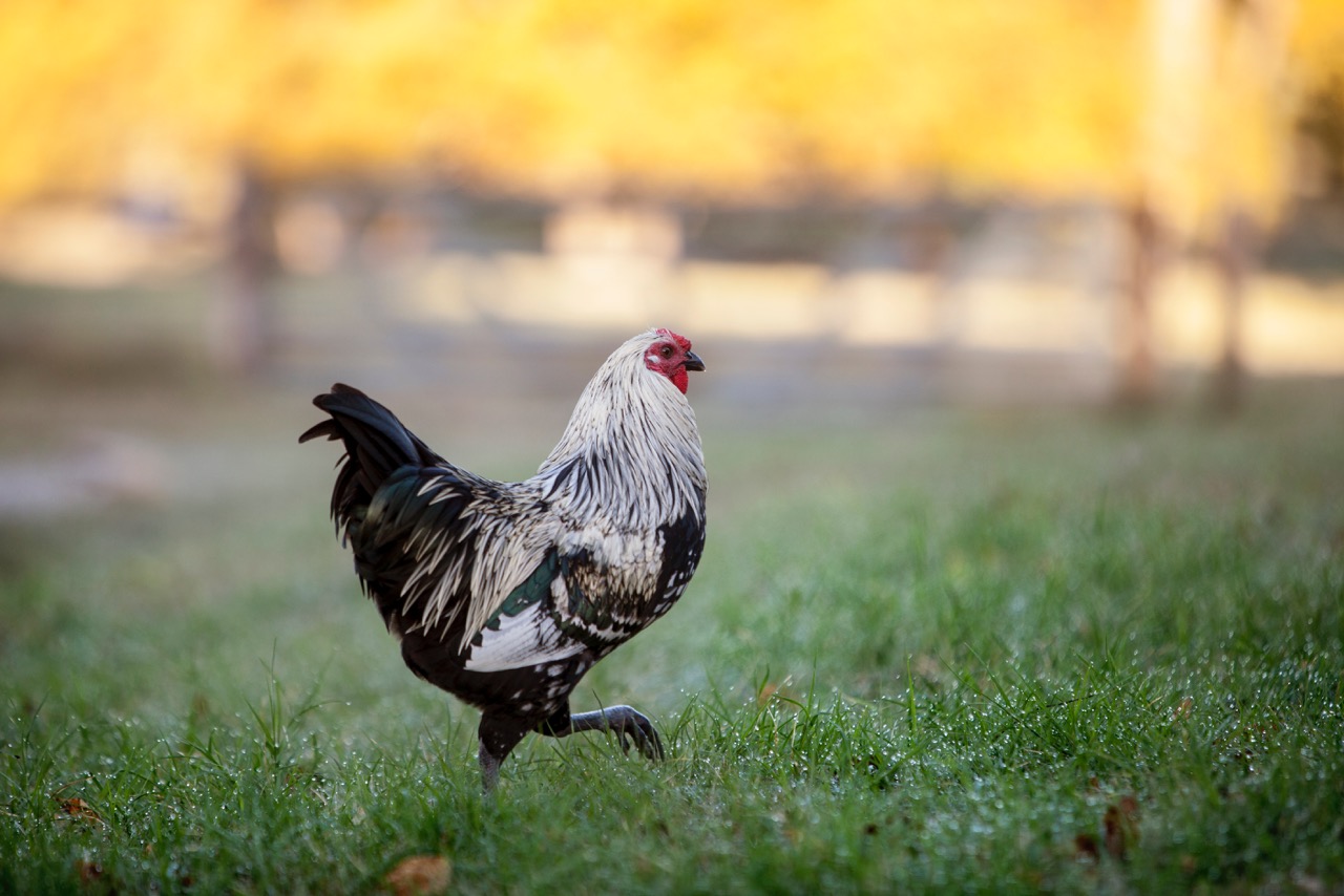 Home Design Accents: rooster strutting in yard